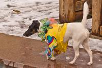 © Gerhard-Obermayr.COM